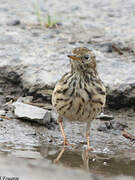 Pipit farlouse