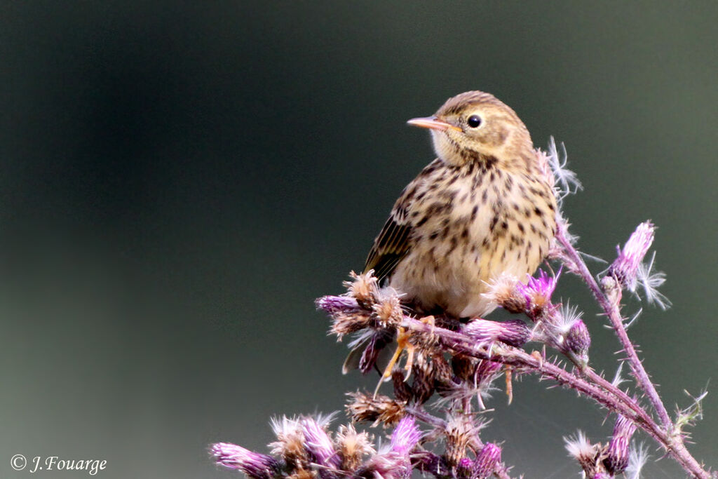 Meadow Pipitjuvenile, identification