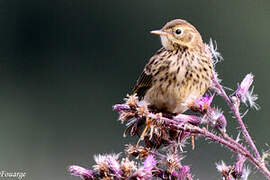 Pipit farlouse