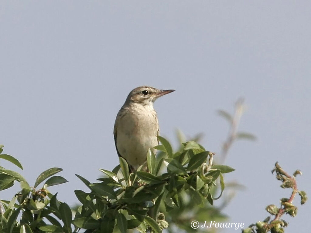 Pipit rousseline mâle