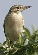 Tawny Pipit