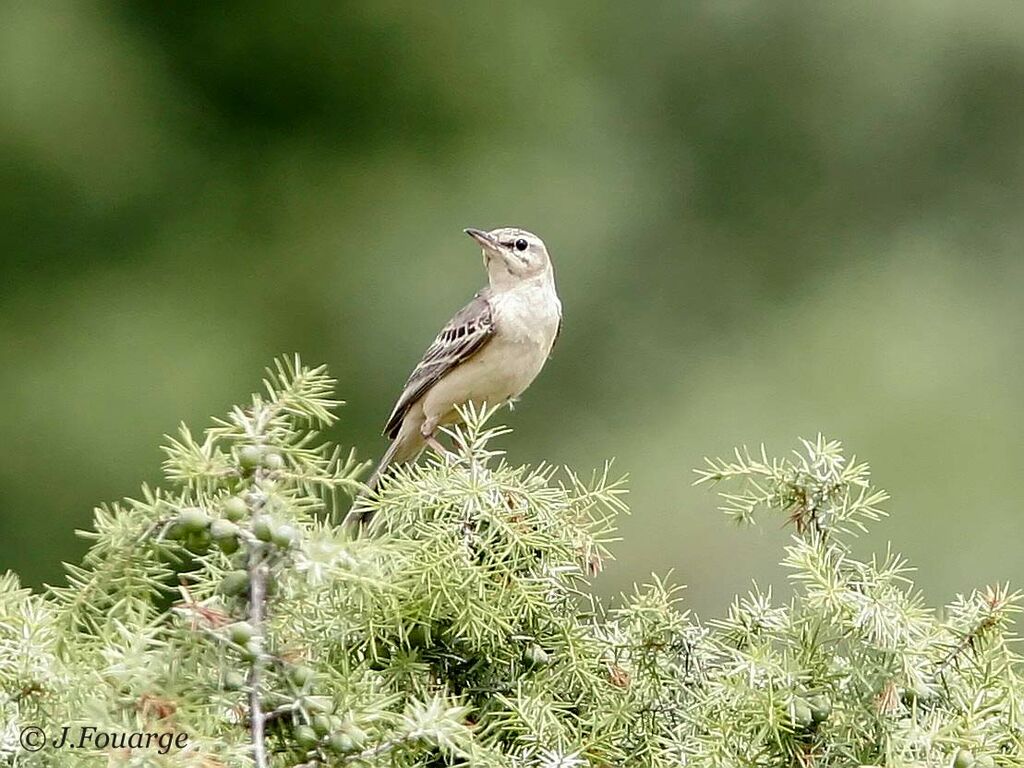 Tawny Pipit