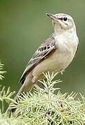 Tawny Pipit