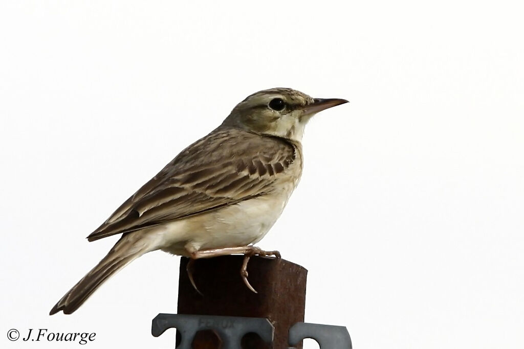 Pipit rousselineadulte