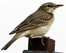 Tawny Pipit