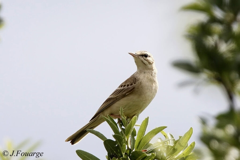 Tawny Pipitadult