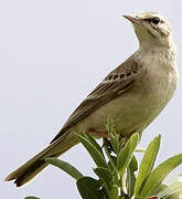 Tawny Pipit