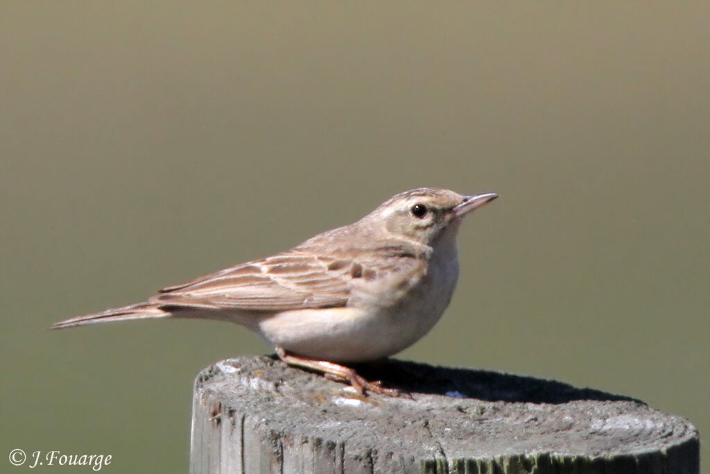 Pipit rousselineadulte, identification