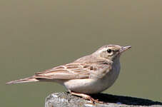 Pipit rousseline