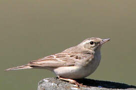 Pipit rousseline