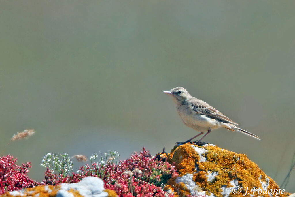 Pipit rousselineadulte, identification