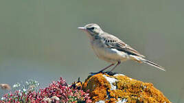 Pipit rousseline