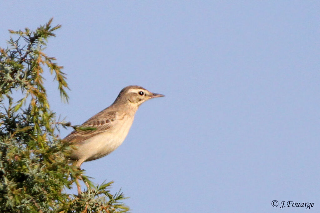 Pipit rousselineadulte, identification