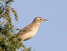 Tawny Pipit