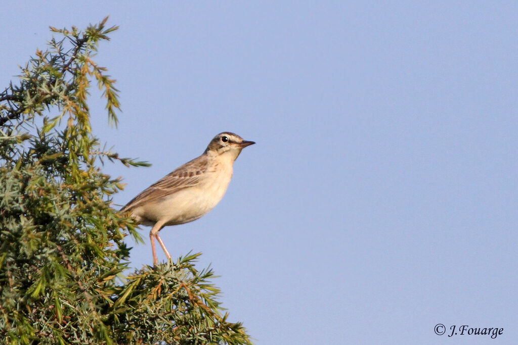 Pipit rousselineadulte, identification