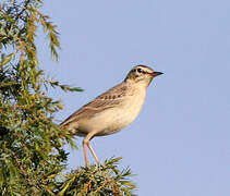 Tawny Pipit