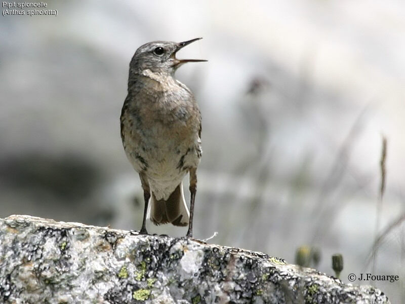 Water Pipit