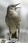 Water Pipit