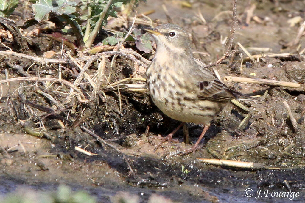 Water Pipit, identification