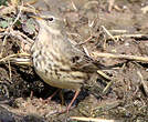 Pipit spioncelle