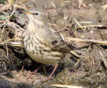 Water Pipit