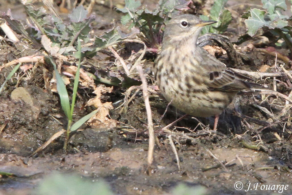 Water Pipit