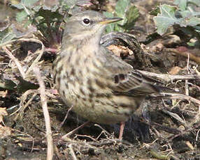 Pipit spioncelle