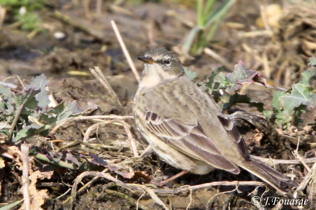 Pipit spioncelle, identification