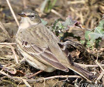 Water Pipit