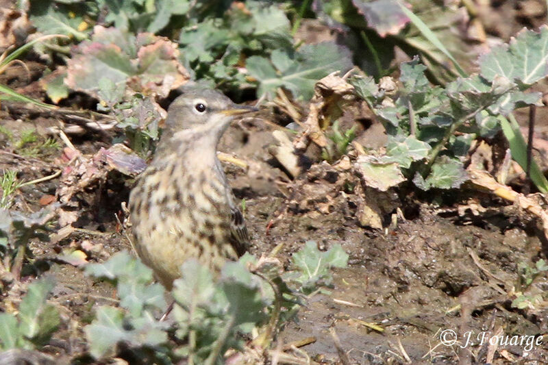 Water Pipit, identification