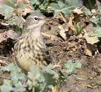 Water Pipit