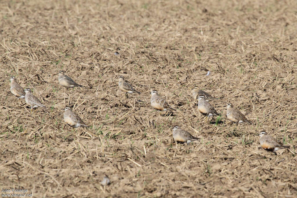 Eurasian Dotterel, habitat, Behaviour