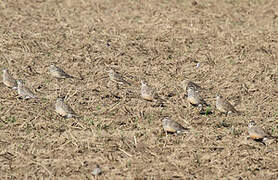 Eurasian Dotterel