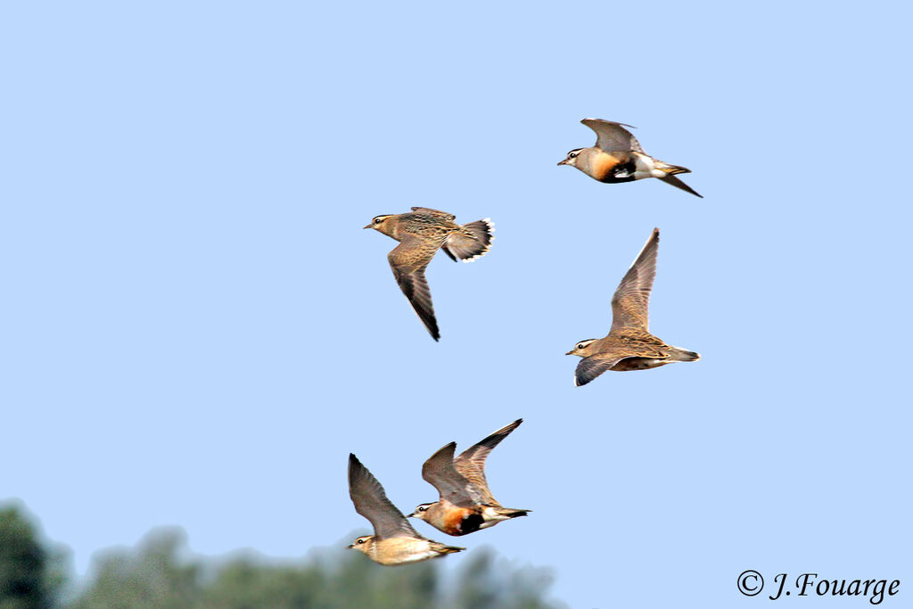 Eurasian Dotterel, Flight