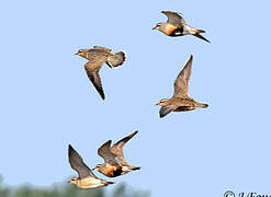 Eurasian Dotterel