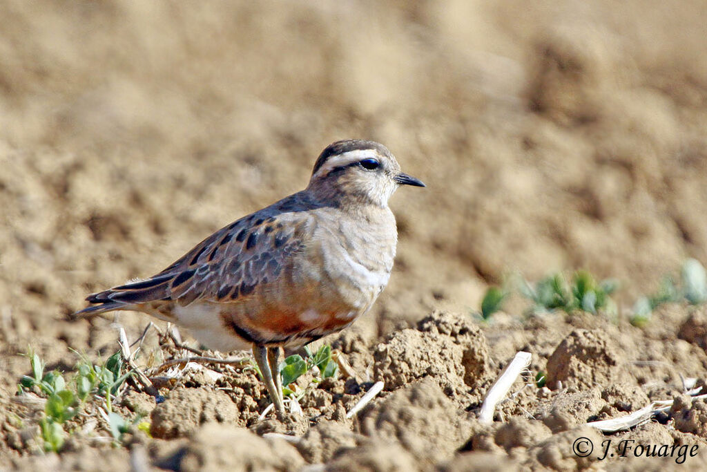 Eurasian Dottereladult, identification