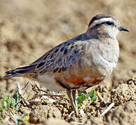 Eurasian Dotterel