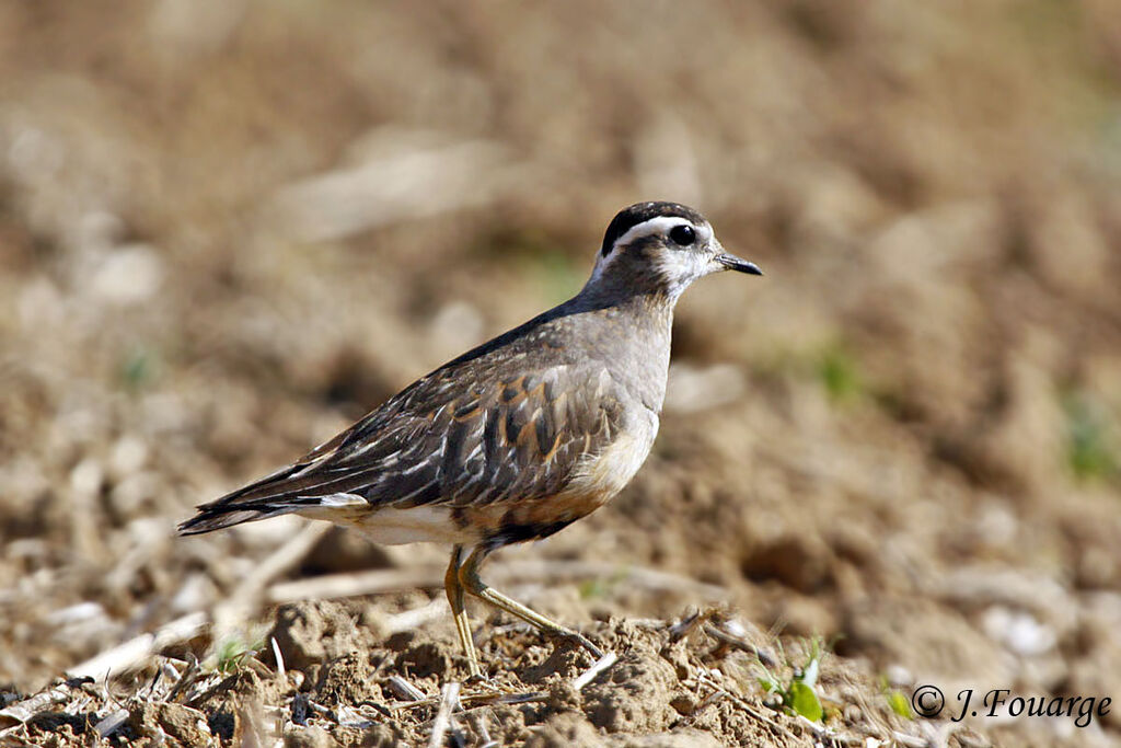 Pluvier guignardadulte, identification