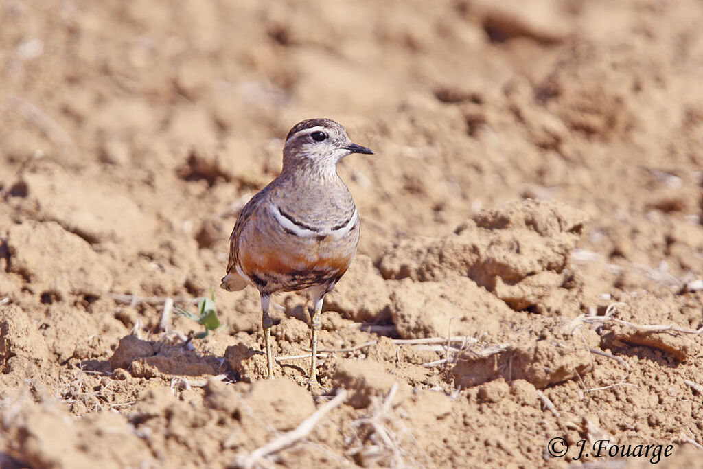 Eurasian Dotterel, identification