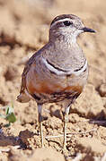 Eurasian Dotterel