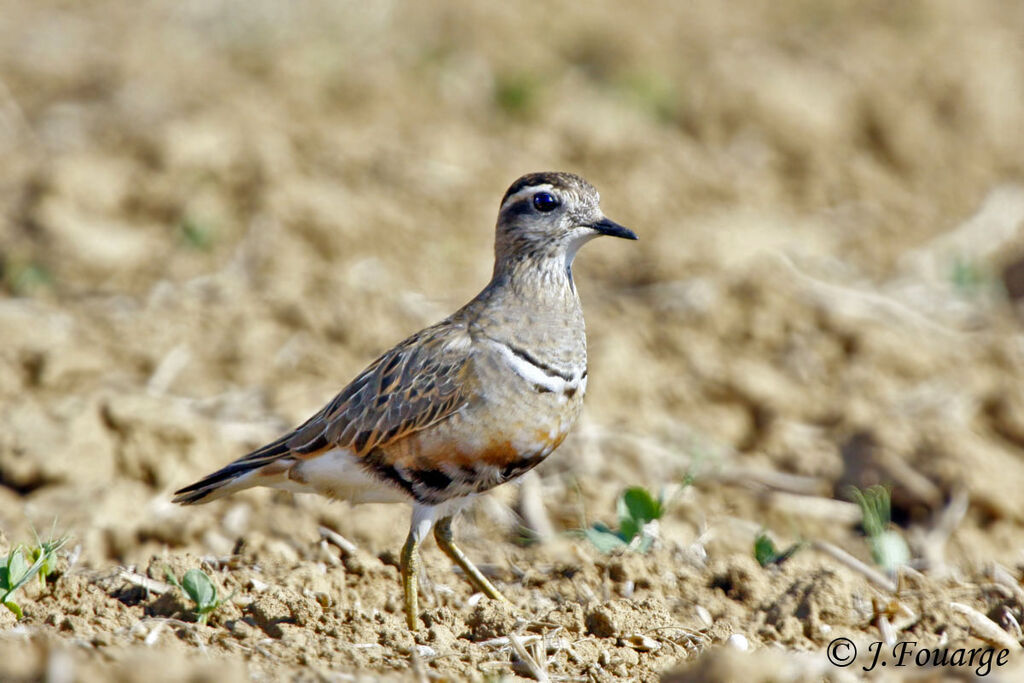 Pluvier guignardadulte, identification