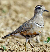 Eurasian Dotterel