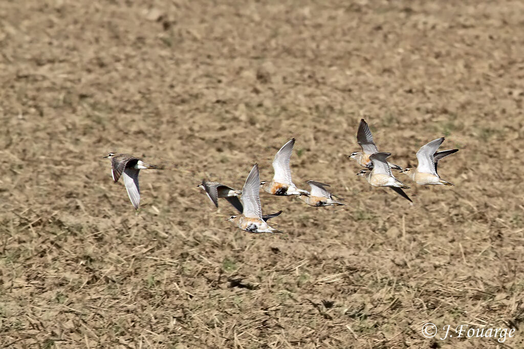 Eurasian Dotterel, Flight