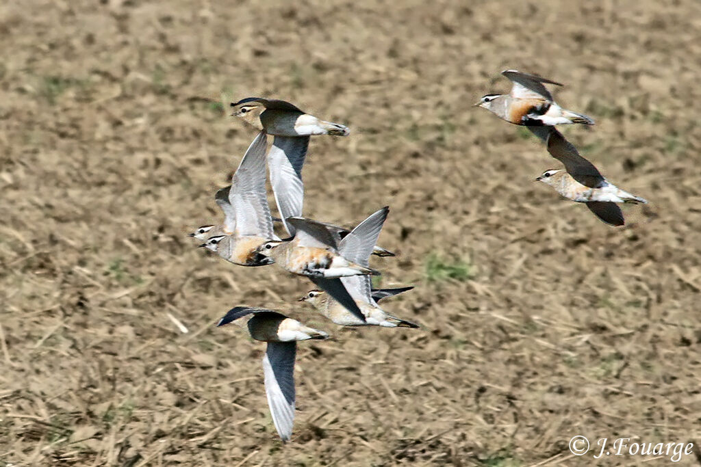 Eurasian Dotterel, Flight, Behaviour