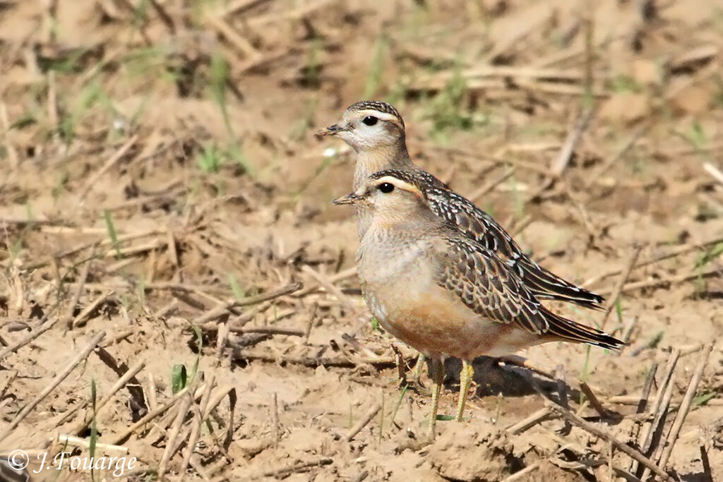 Eurasian Dottereljuvenile, identification