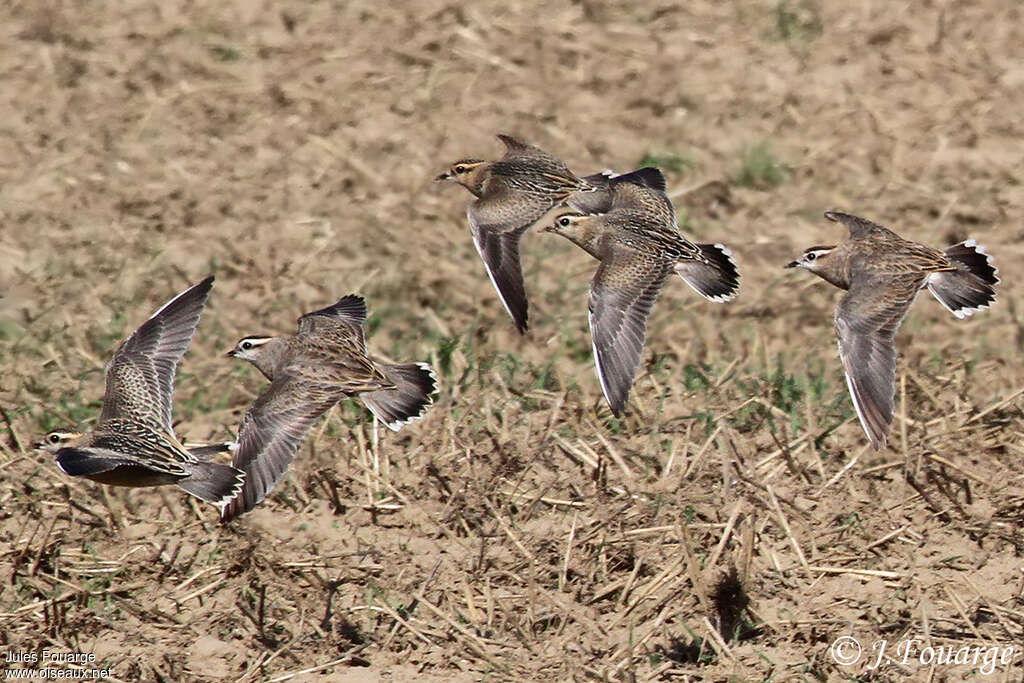 Eurasian Dotterel, pigmentation, Flight, Behaviour