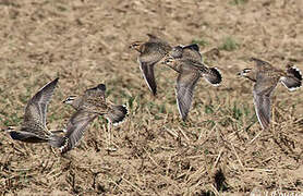 Eurasian Dotterel