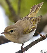 Western Bonelli's Warbler