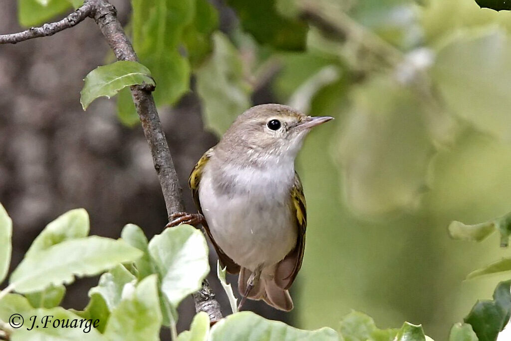 Western Bonelli's Warbler male adult