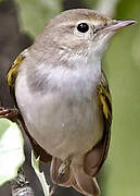 Western Bonelli's Warbler